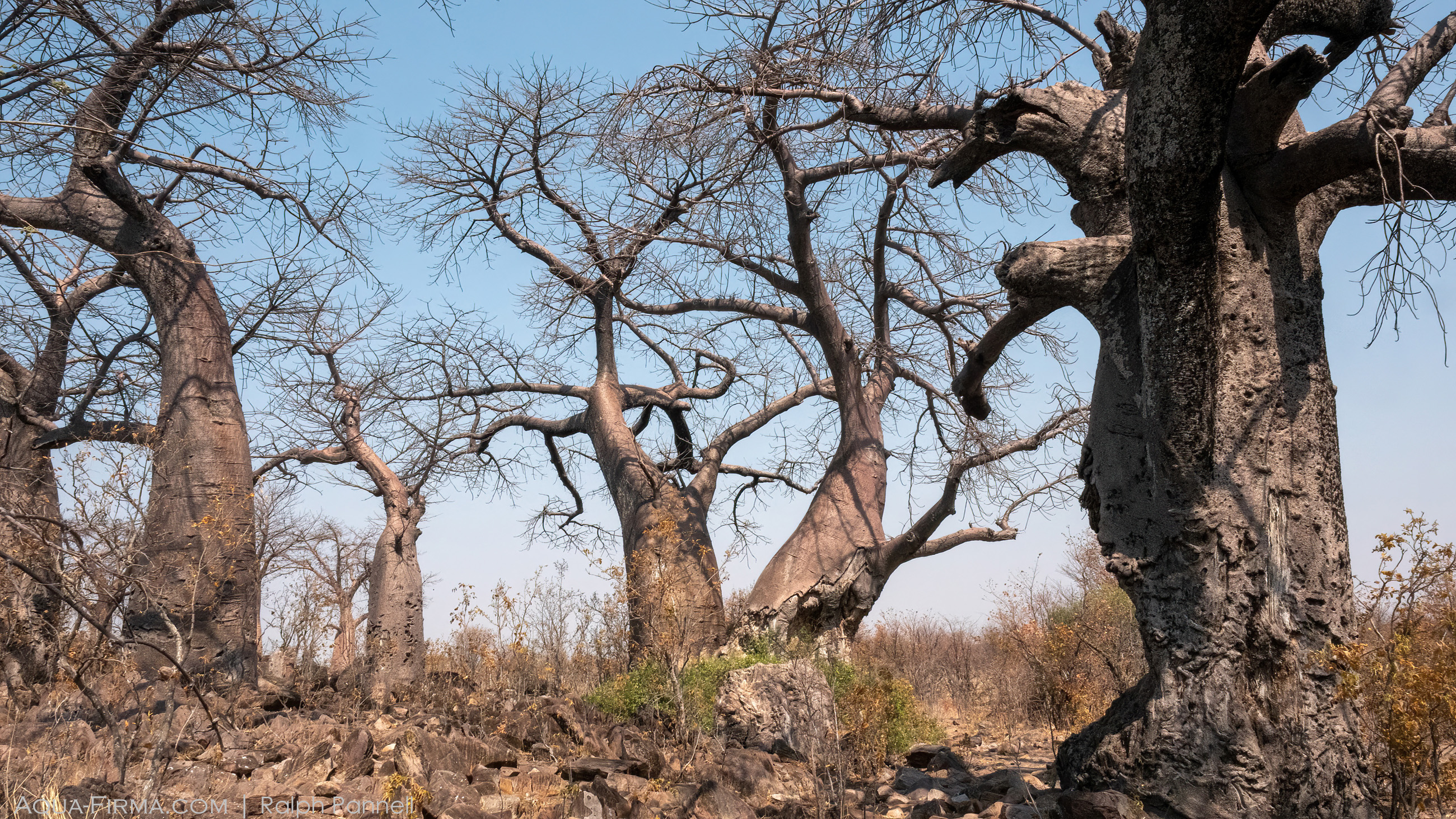 Baobab trees Savuti