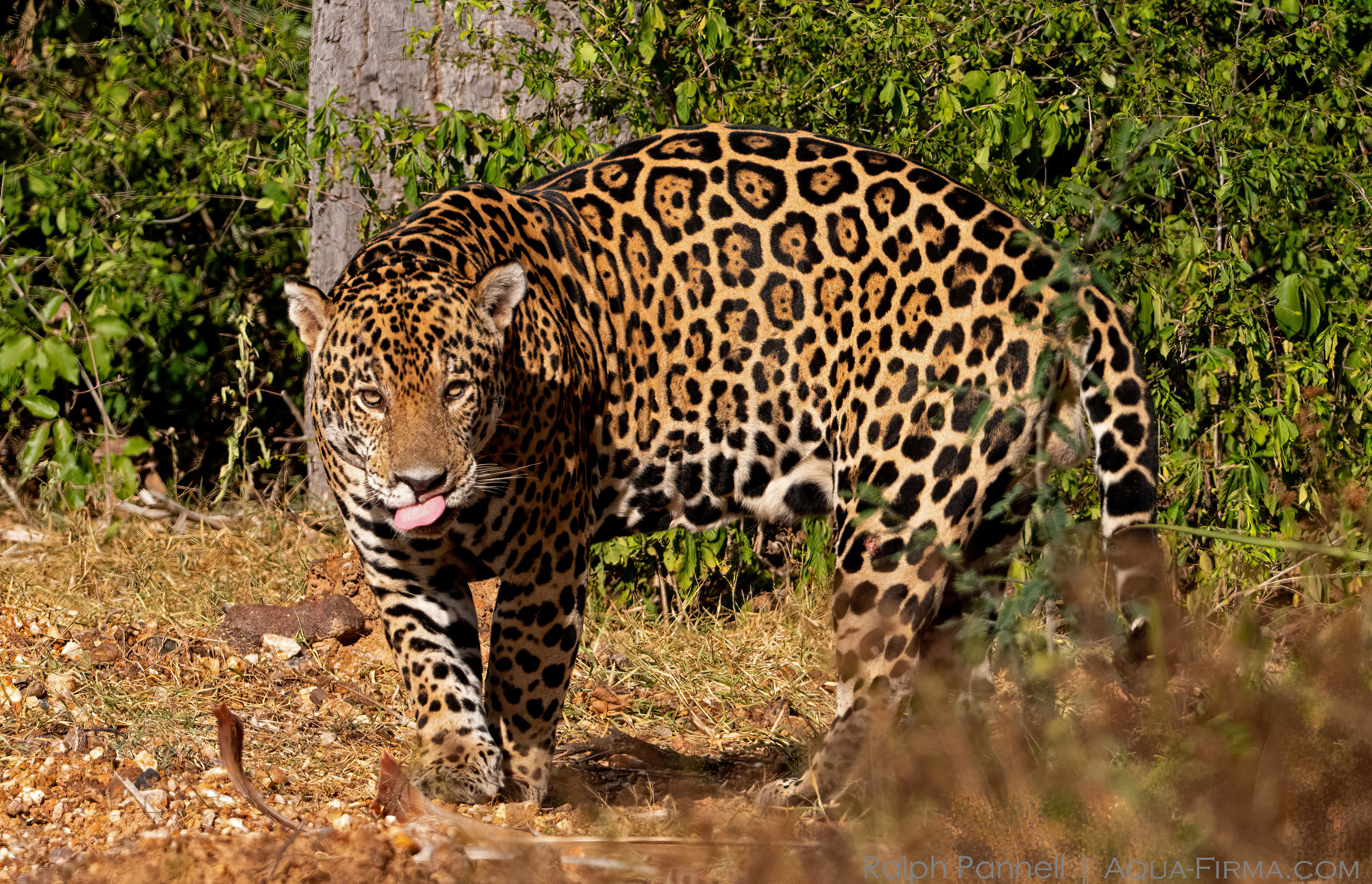 Jaguar in Pantanal of Brazil