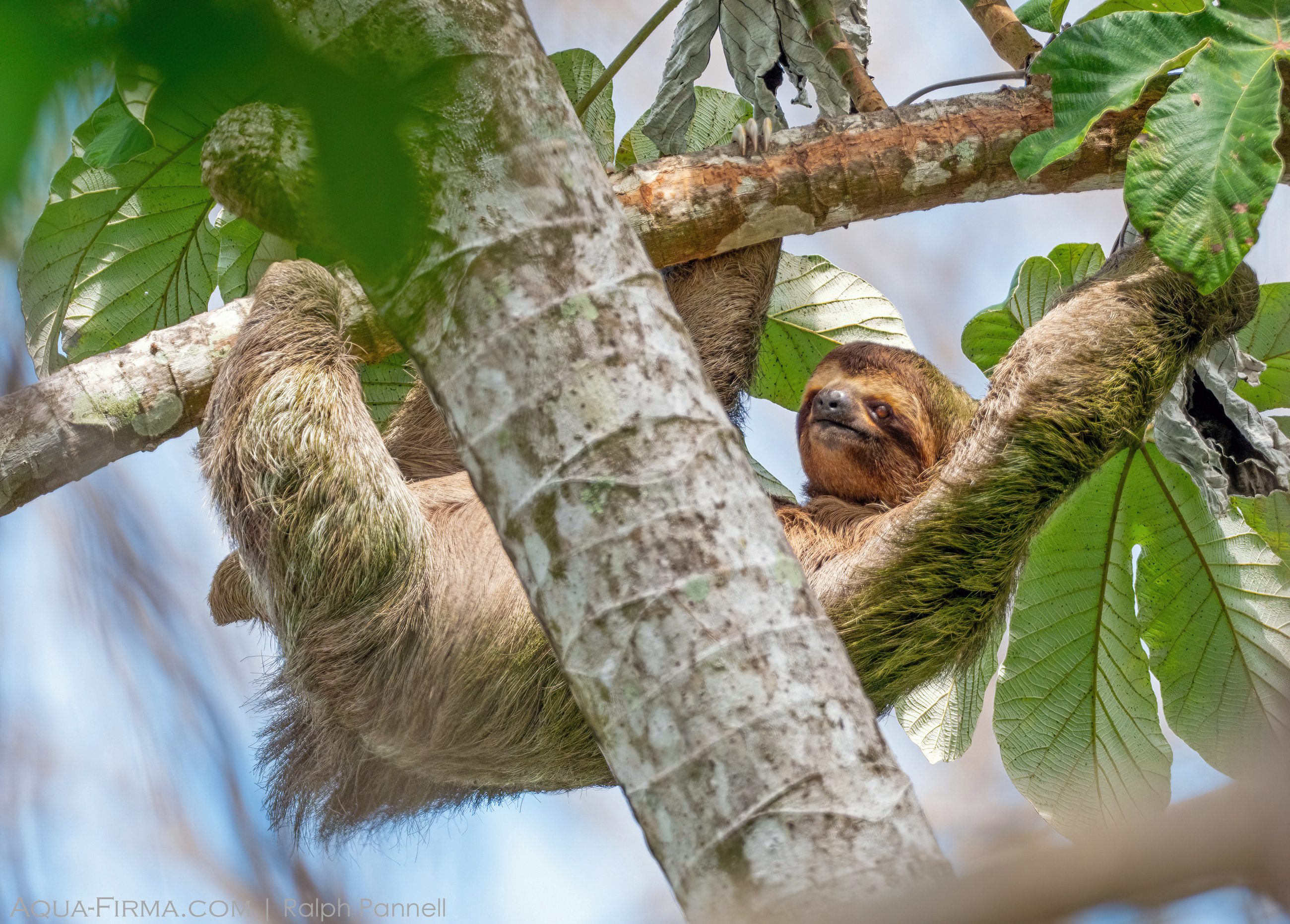 Three Toed Sloth Costa Rica Rainforest