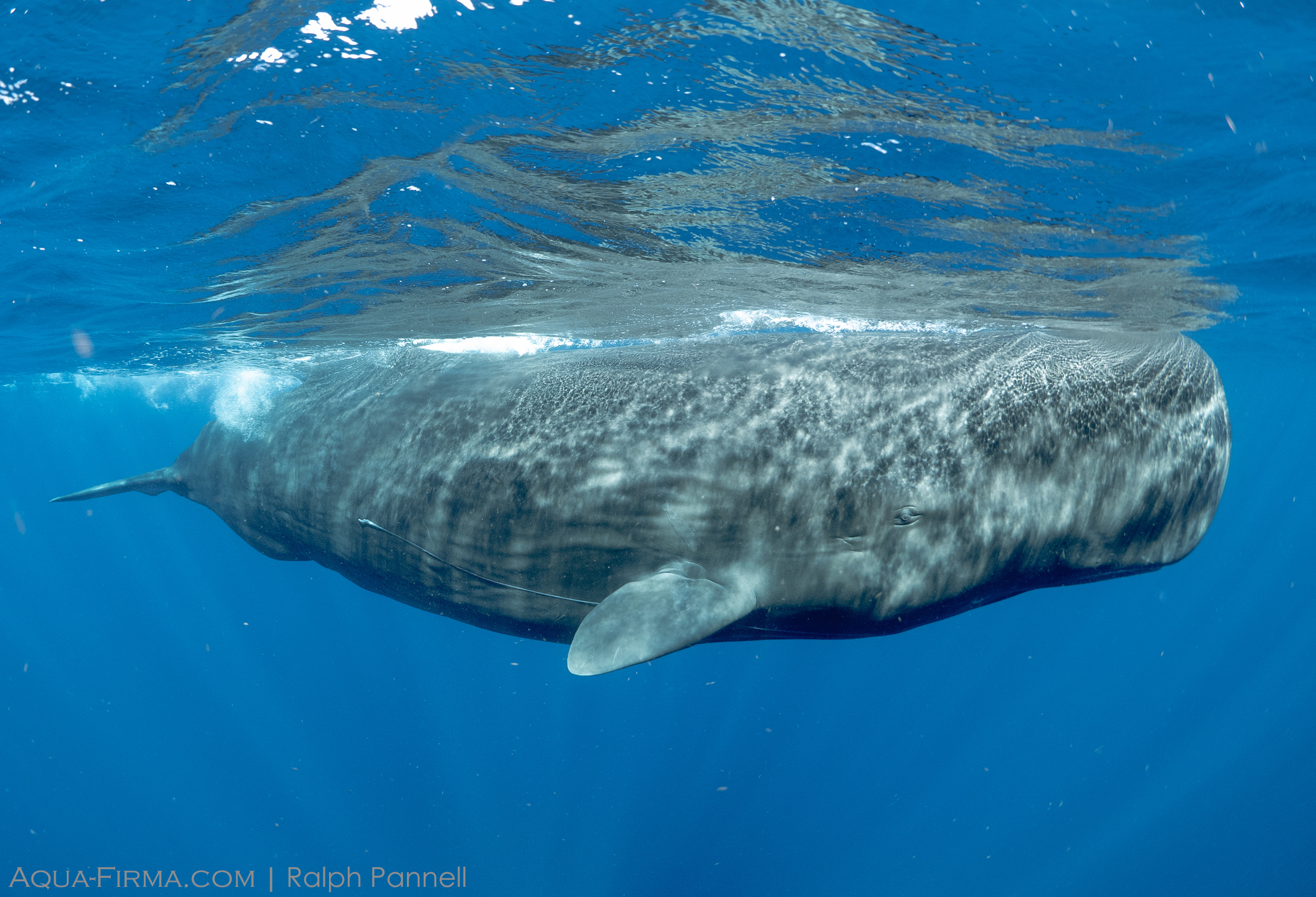 Sperm Whale Dominica