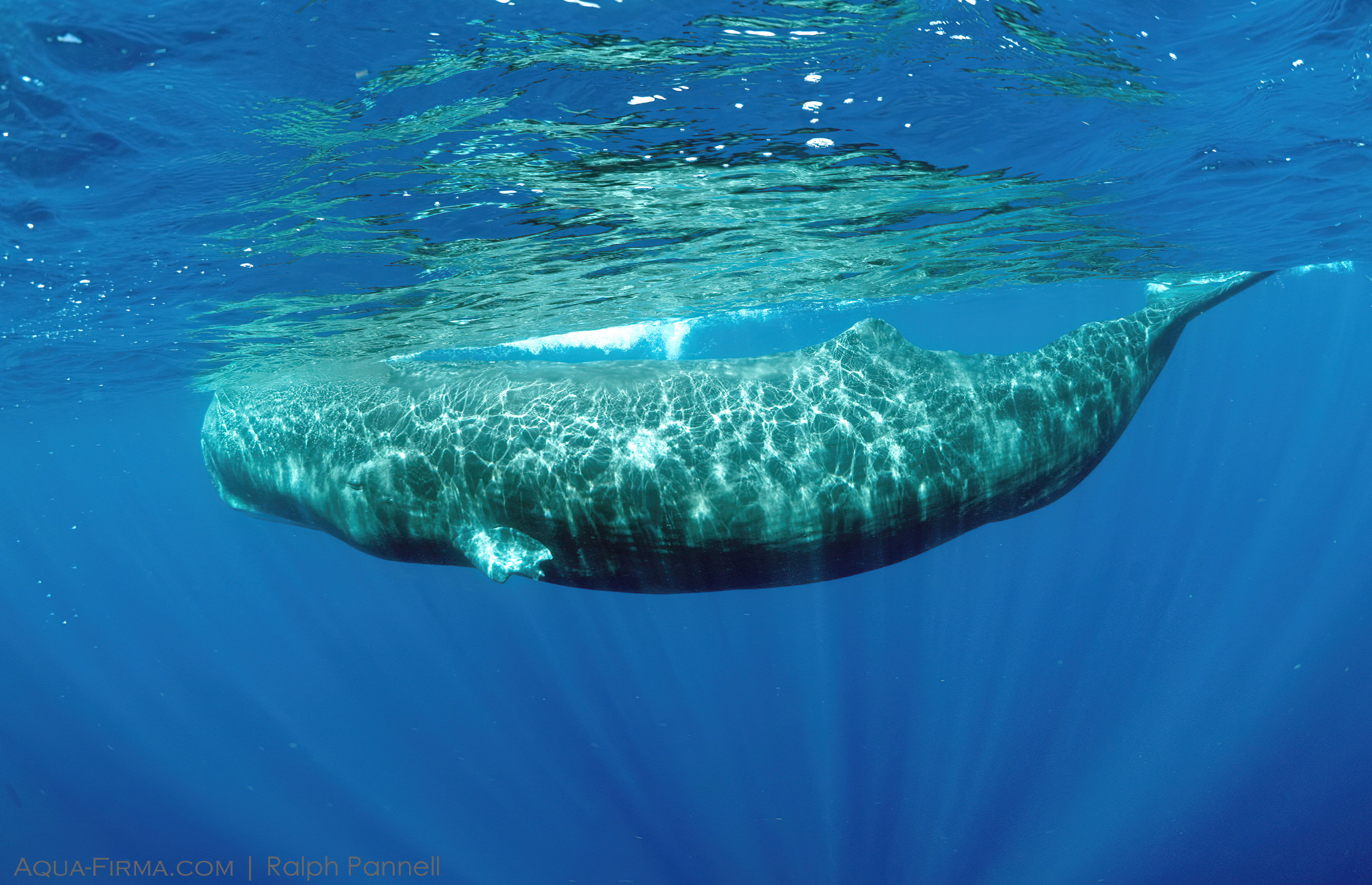 Sperm Whale Surfing Snorkel Dominica