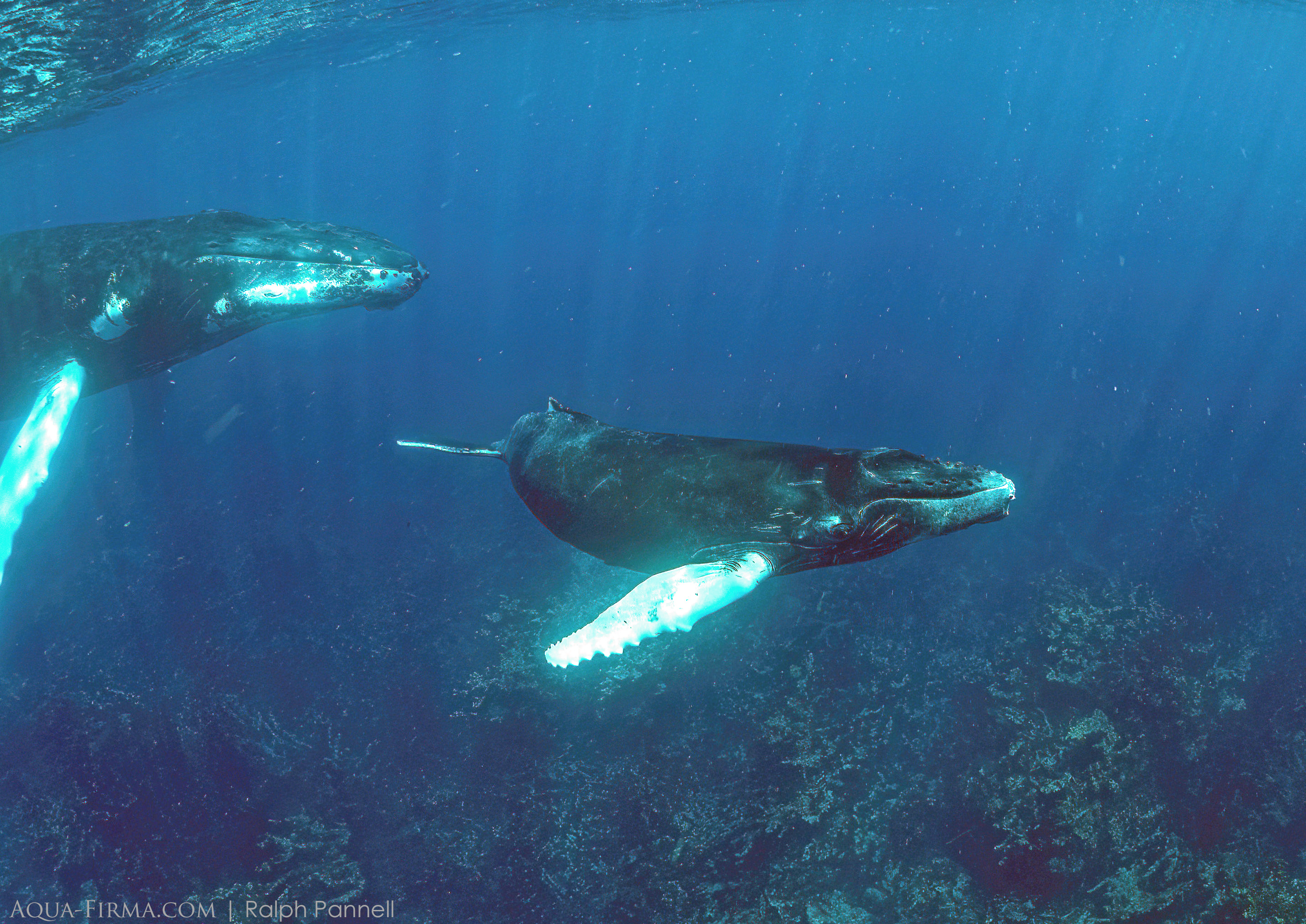 Snorkel with Humpback Whale calf Caribbean