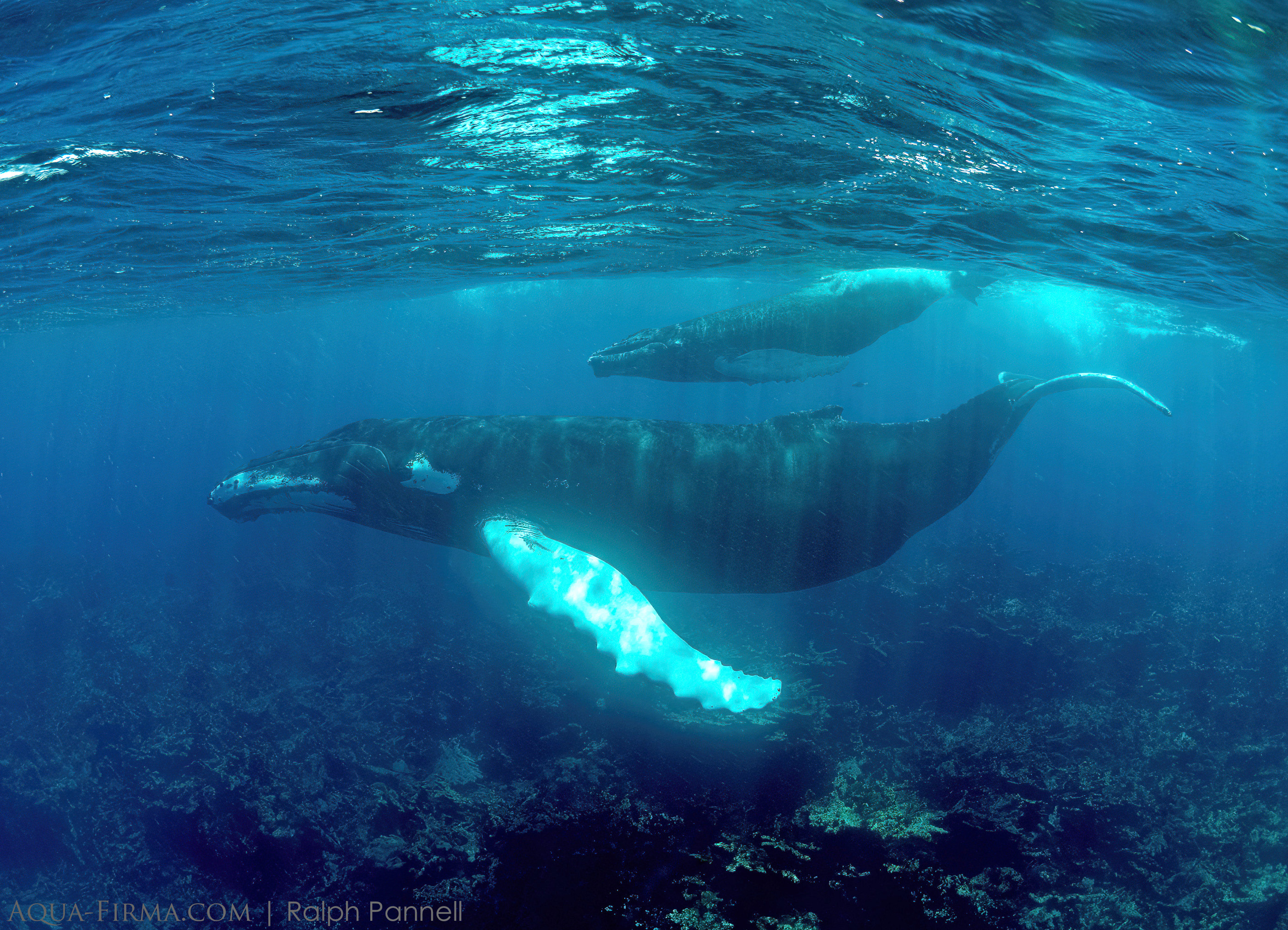 Swimming with Humpback Whale and Calf underwater