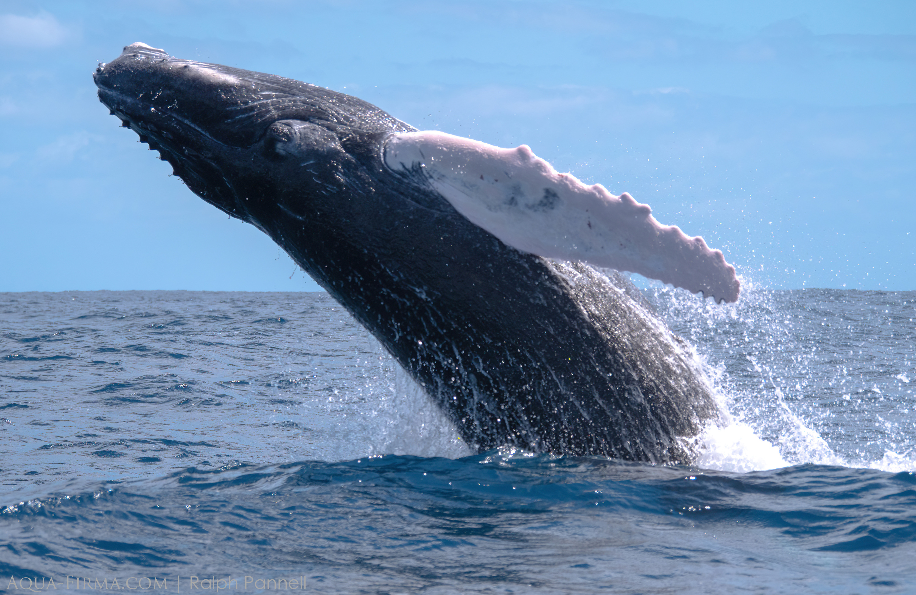 Humpback Whale Male Breaching Caribbean