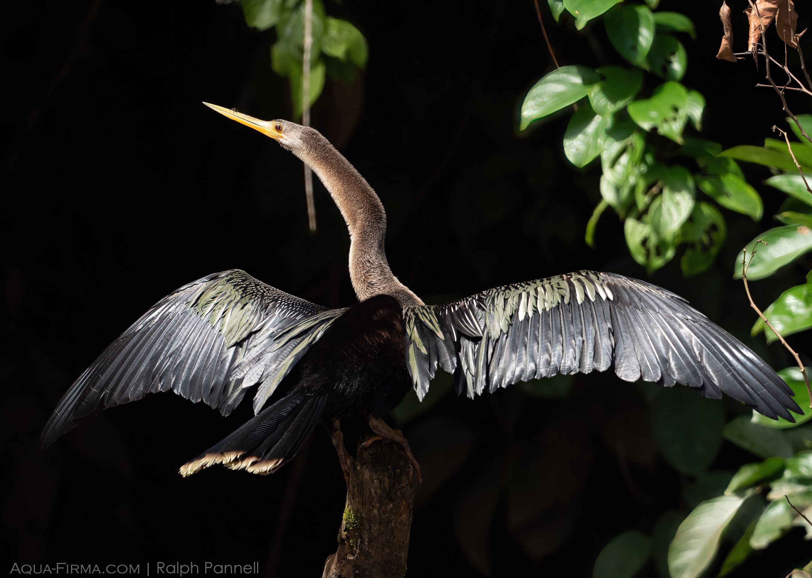 Anhinga Amazon birdlife Rio Pastaza Ecuador