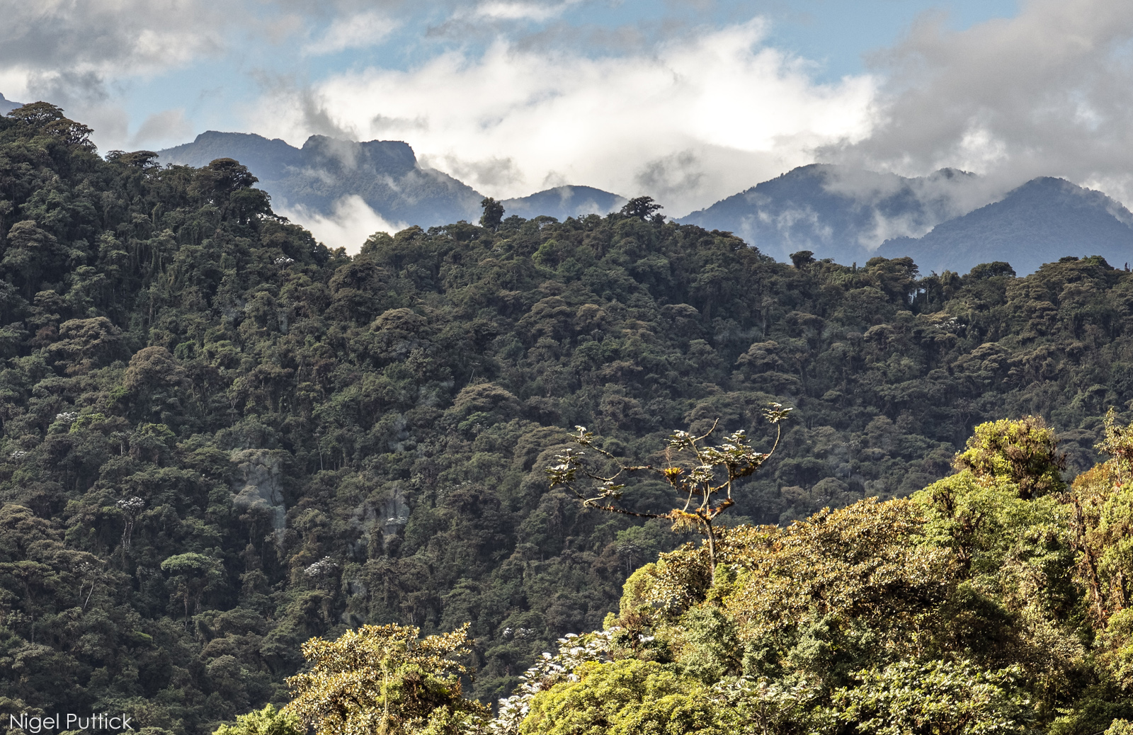 Amazon Rainforest Wildlife & Andes Conservation Adventure | AQUA-FIRMA