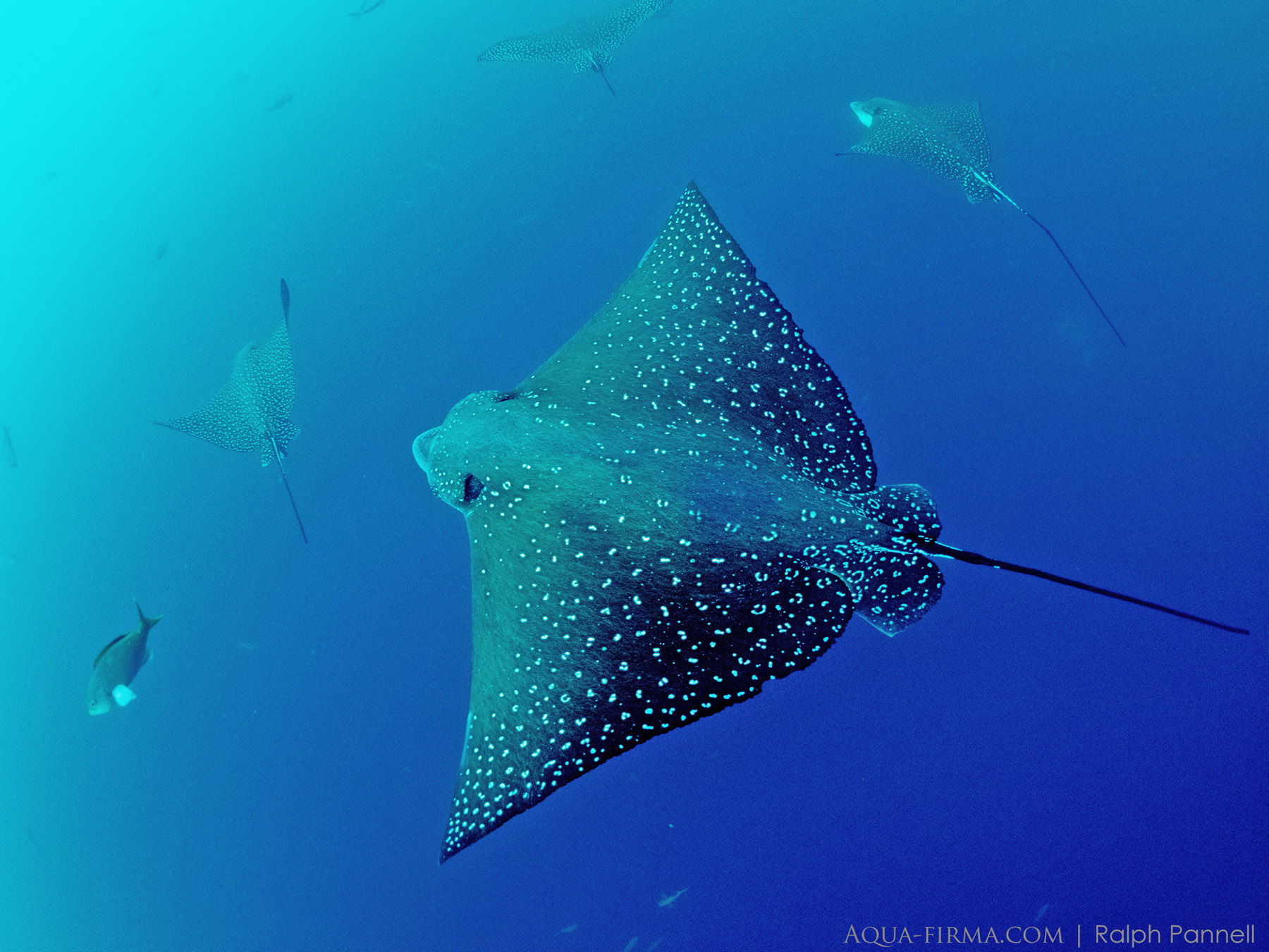 eagle rays underwater galapagos