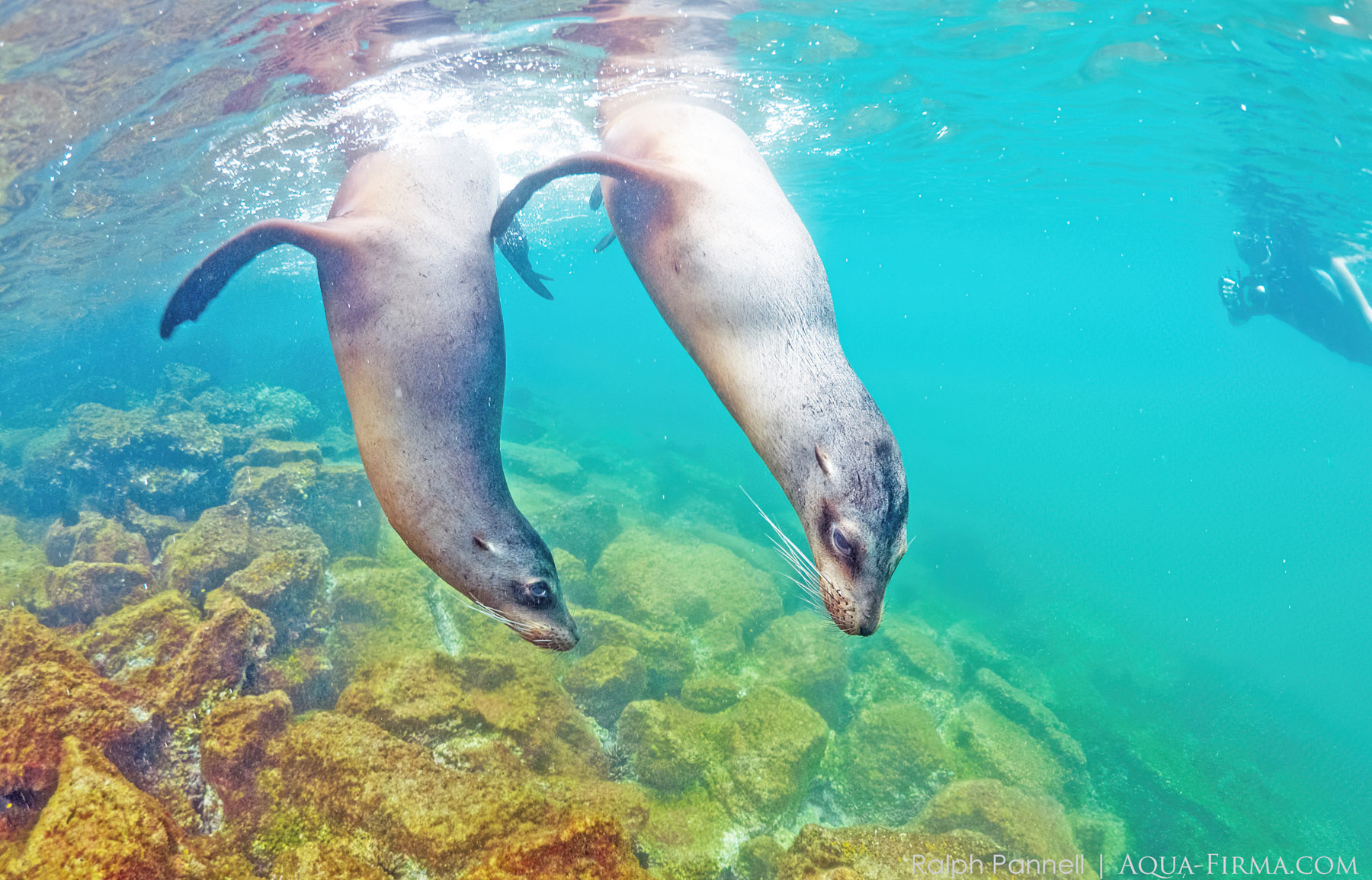 Galapagos Sealions underwater