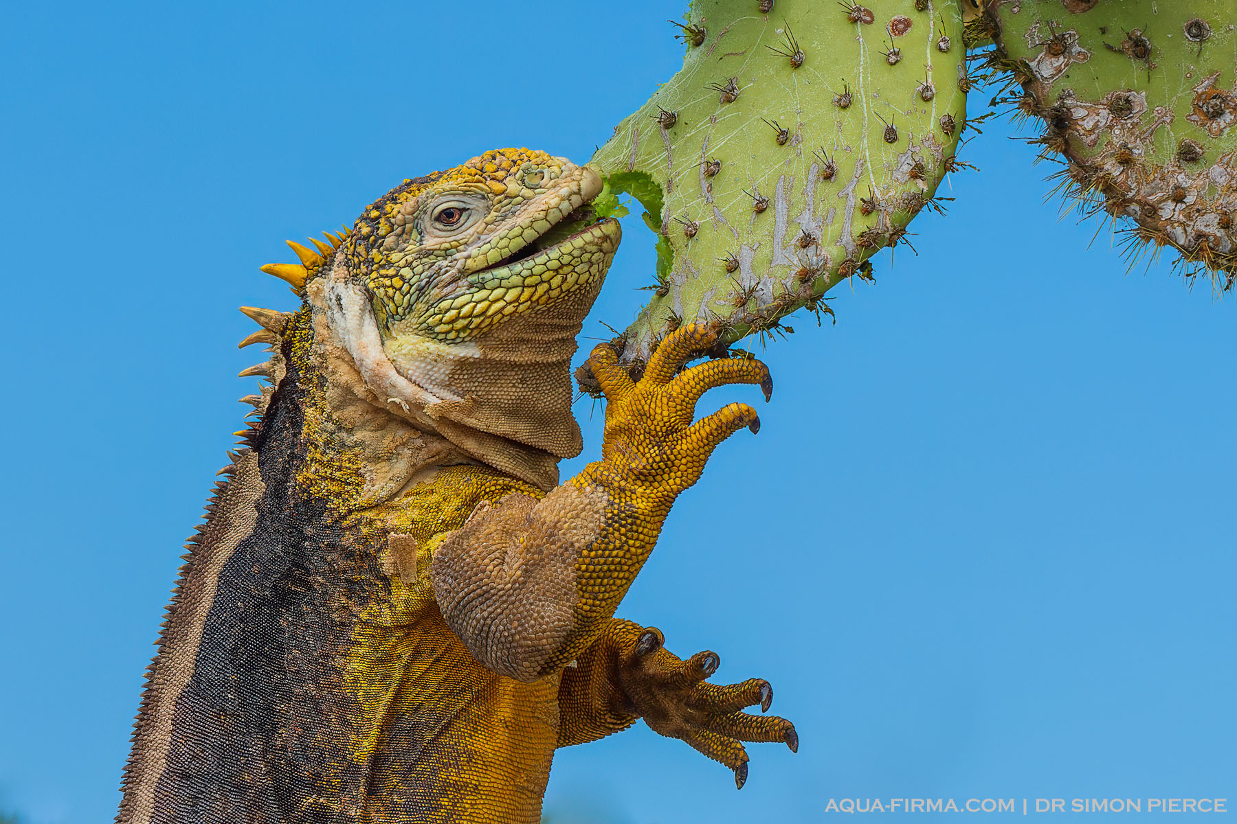 land iguana eating opuntia cactus