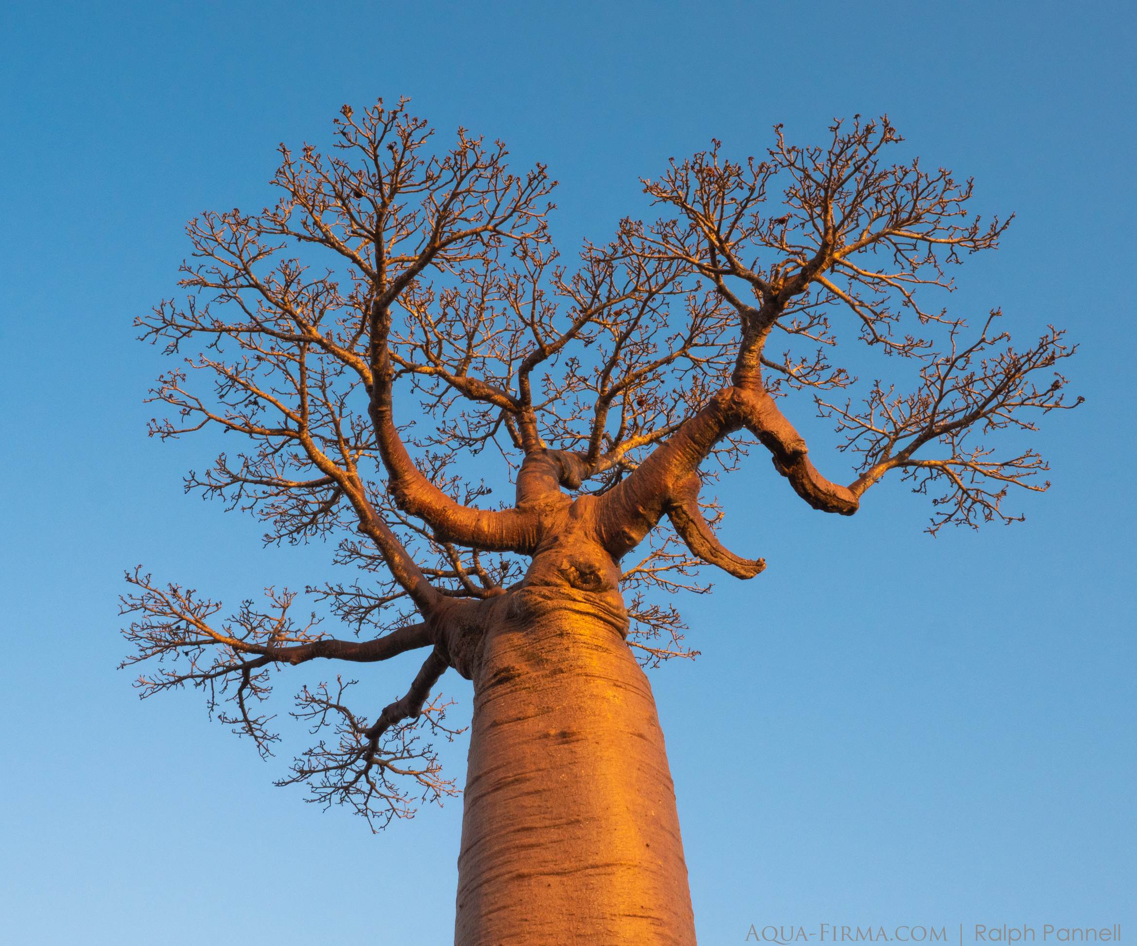 Baobab Grenadier Madagascar