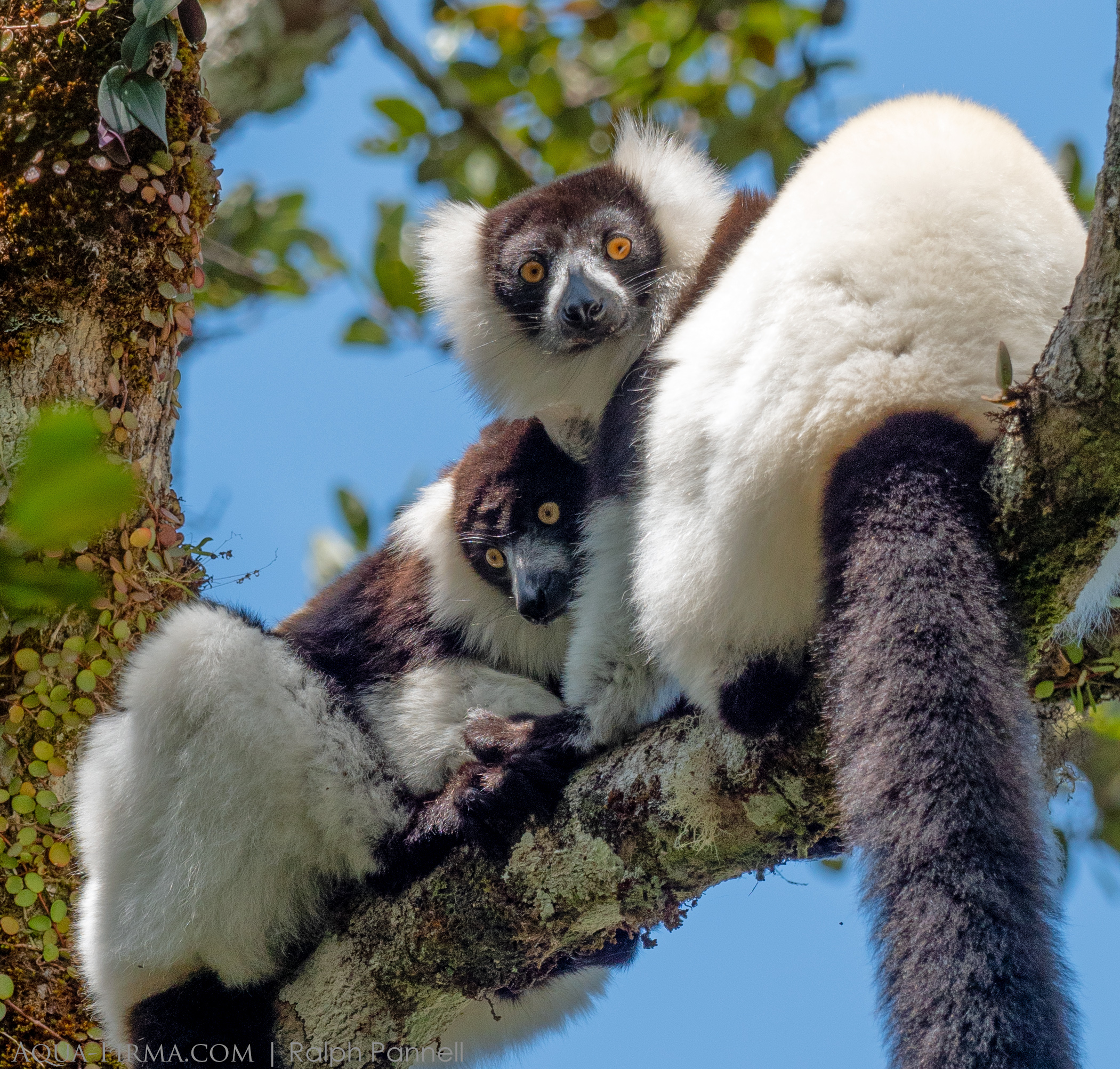 Black & Wite Ruffed Lemur Madagascar