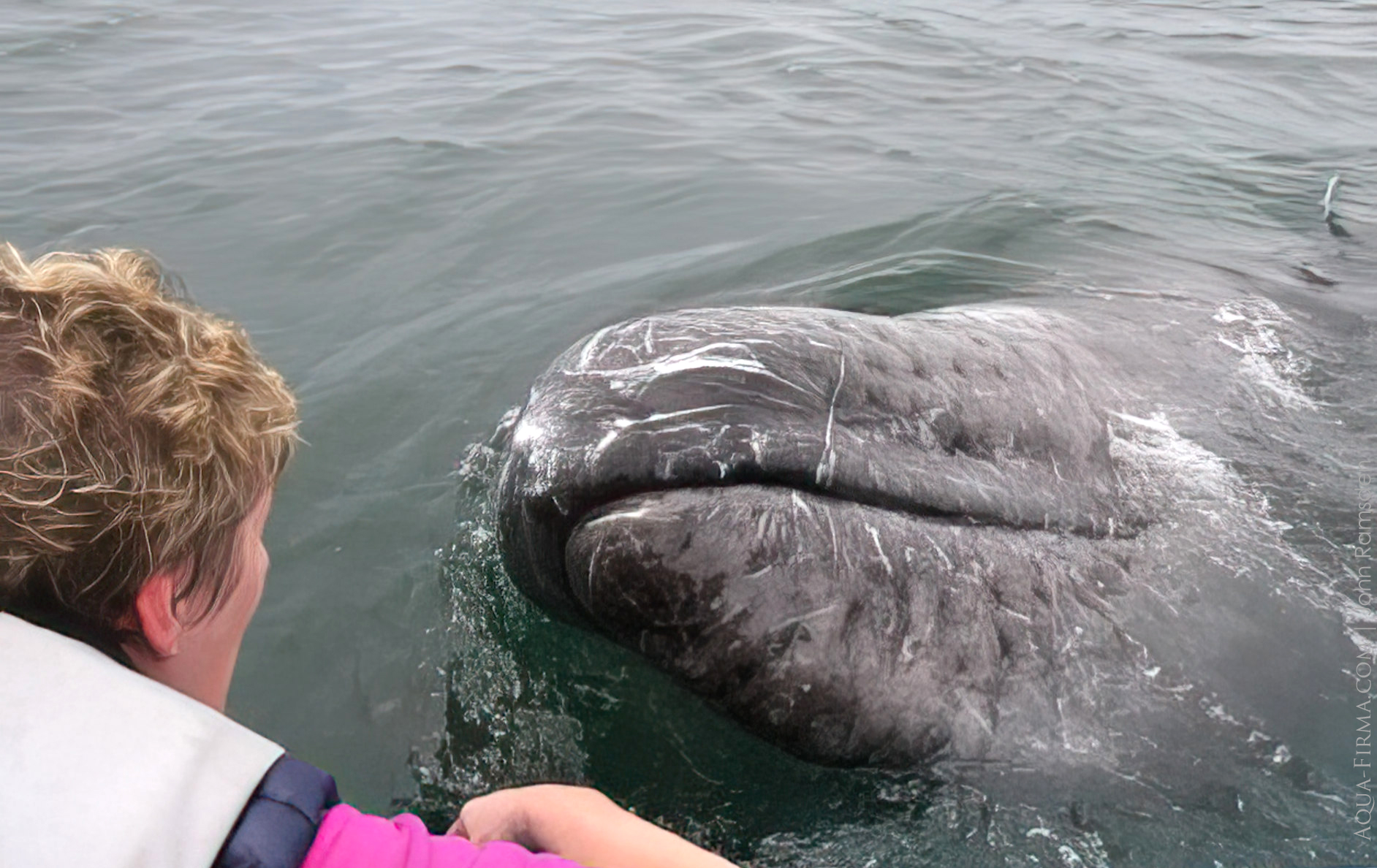 Gray Whale San Ignacio lagoon Mexico Baja California