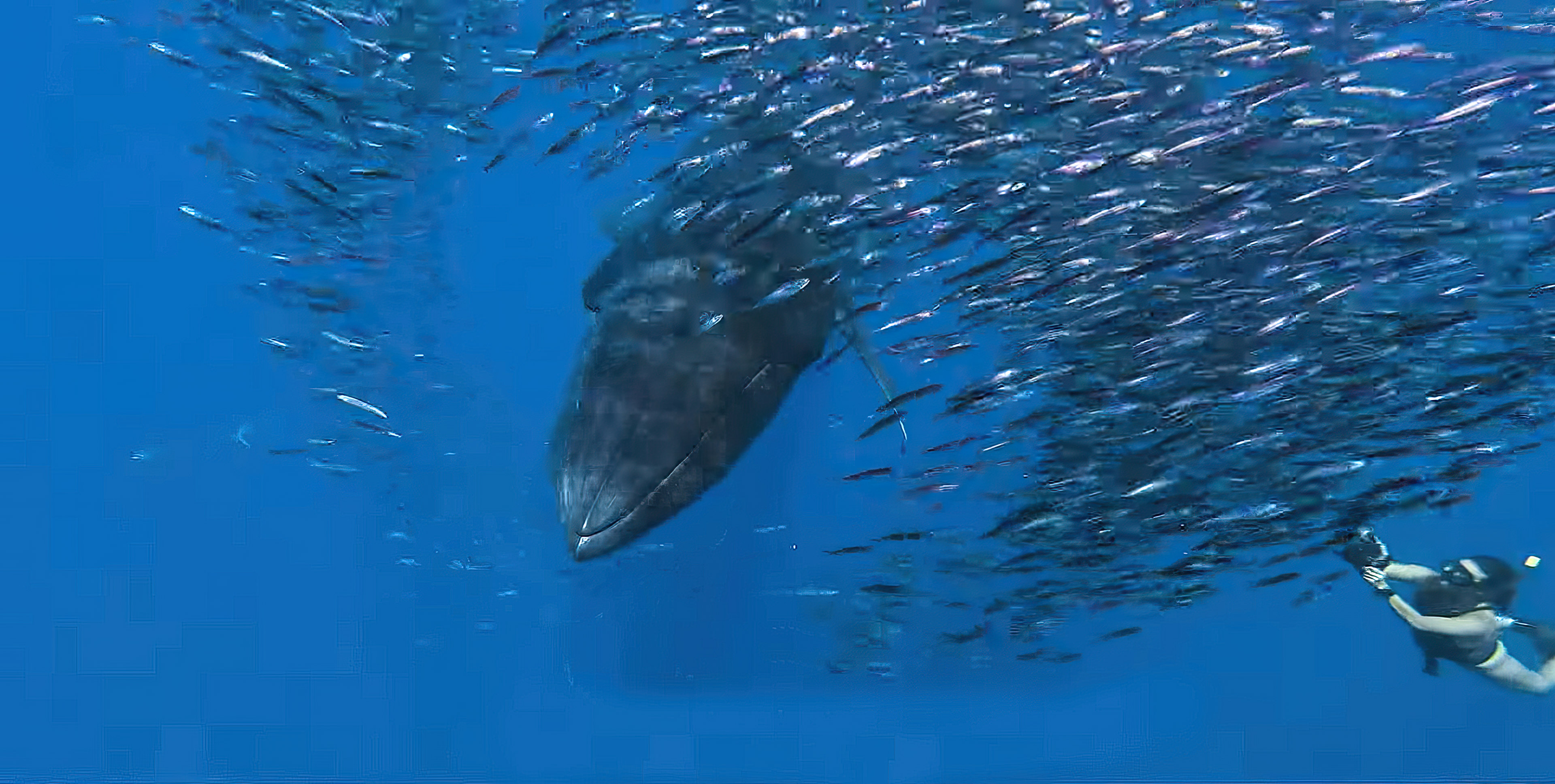 Bryde's Whale in Sardine Bait Ball Mexico Sea of Cortez