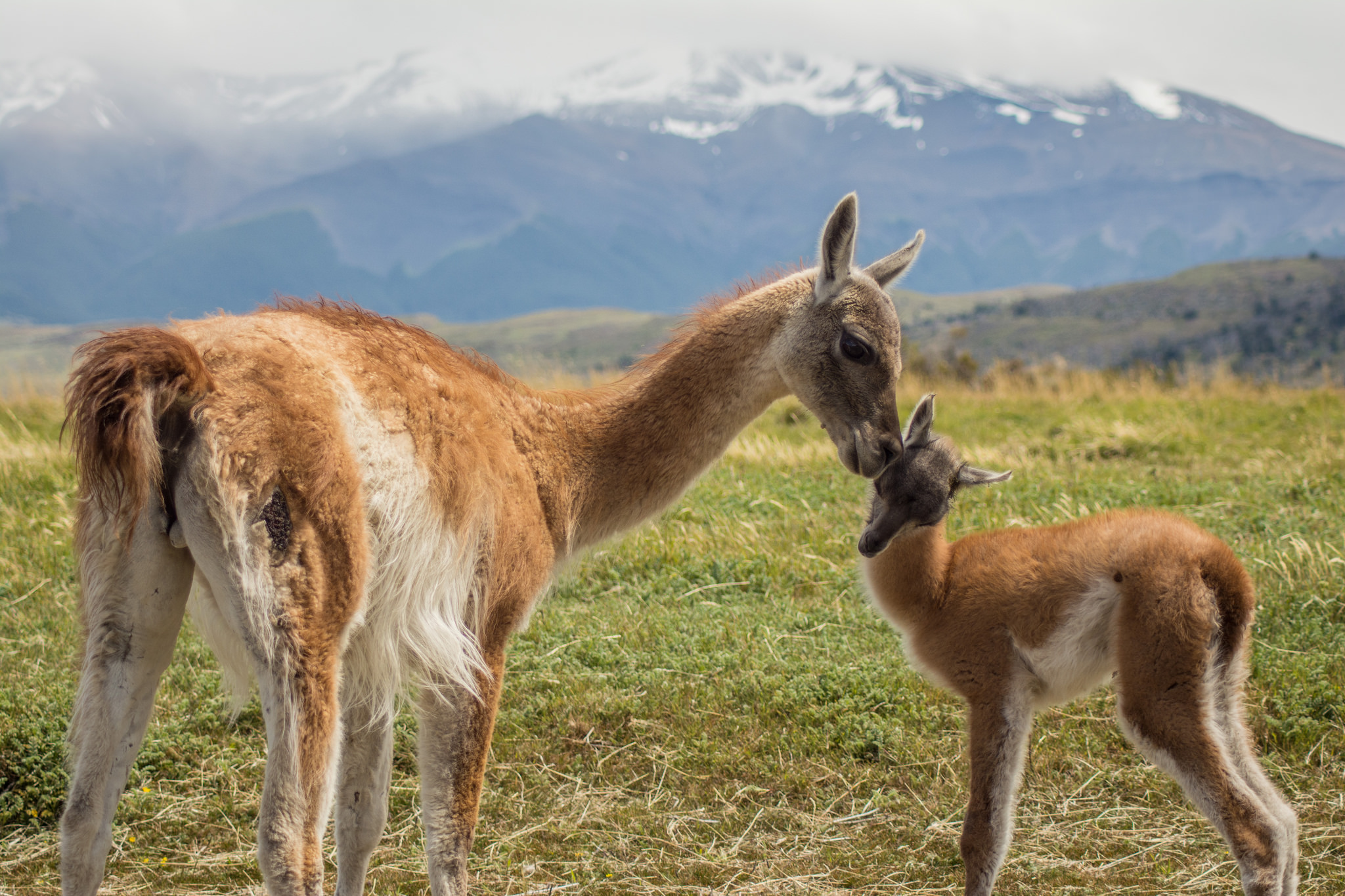 torres paine del patagonia guanaco guanacos chile mountains wildlife pumas facts tracking gang fascinating andes argentina scenery focus camera should