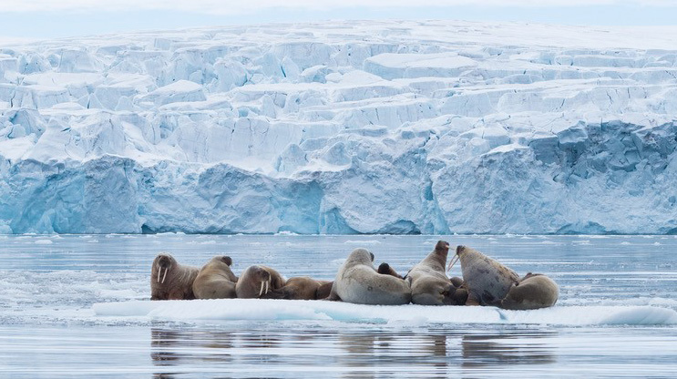 Walrus hauled out on ice - Spitsbergen in May - Adam Rheborg